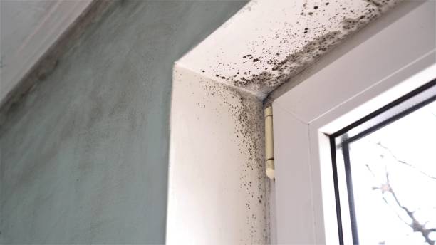 Best Residential Mold Remediation in Diaz, AR