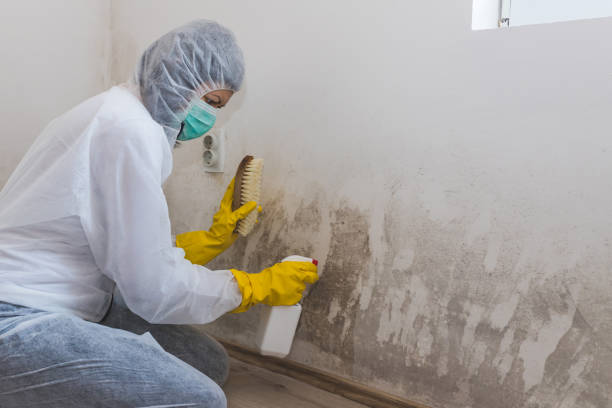 Best Mold Remediation for Specific Building Types in Diaz, AR