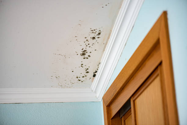 Best Residential Mold Remediation in Diaz, AR