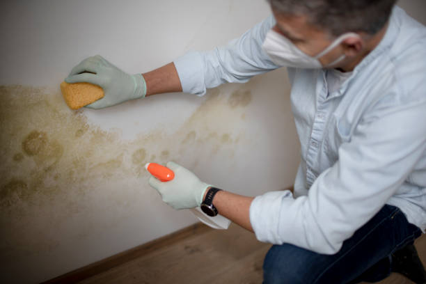 Best White Mold Remediation in Diaz, AR
