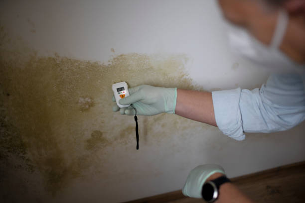 Best Insurance-Related Mold Remediation in Diaz, AR