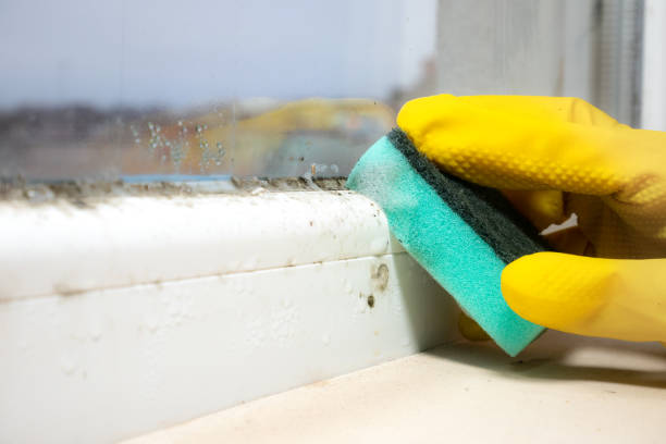 Best Attic Mold Remediation in Diaz, AR