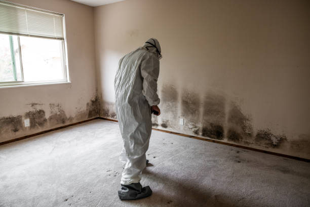 Best Post-Flood Mold Remediation in Diaz, AR