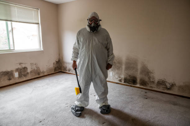 Best DIY Mold Remediation Support Services in Diaz, AR