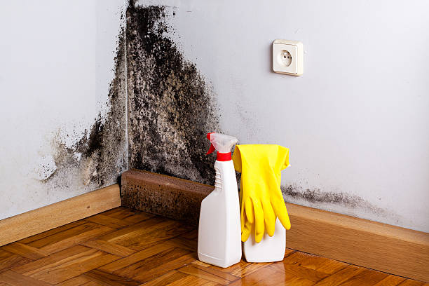 Trusted Diaz, AR Mold Remediation Experts