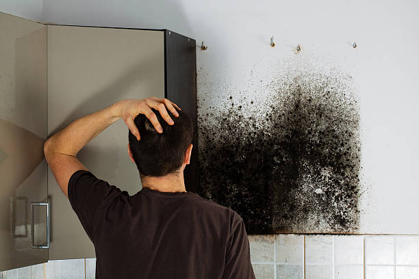 Best DIY Mold Remediation Support Services in Diaz, AR