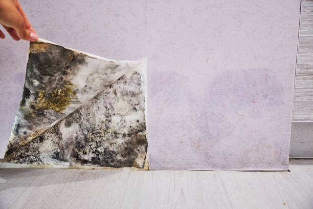 Diaz, AR Mold Remediation Company